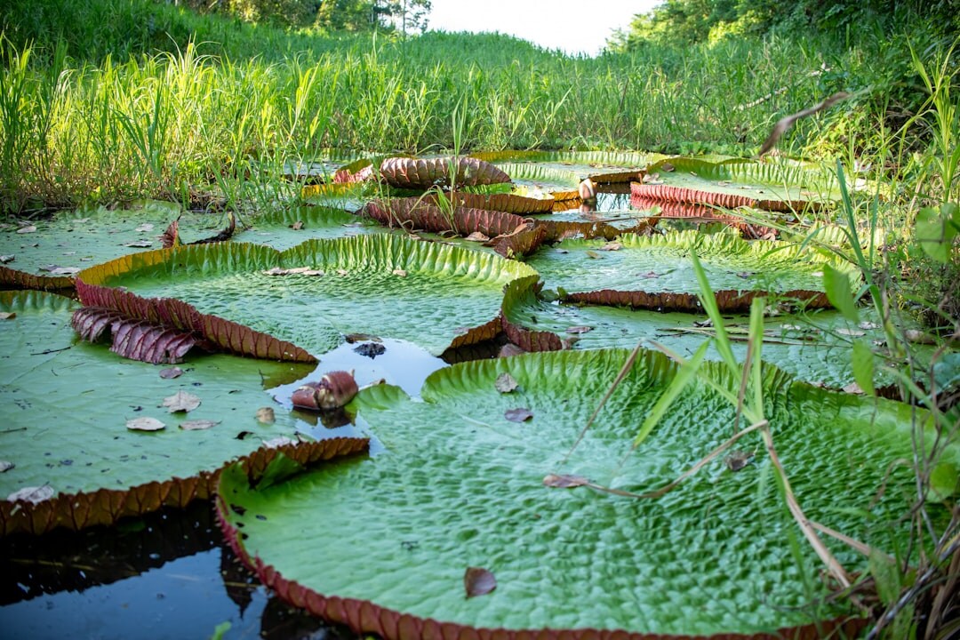 drought in amazon rainforest