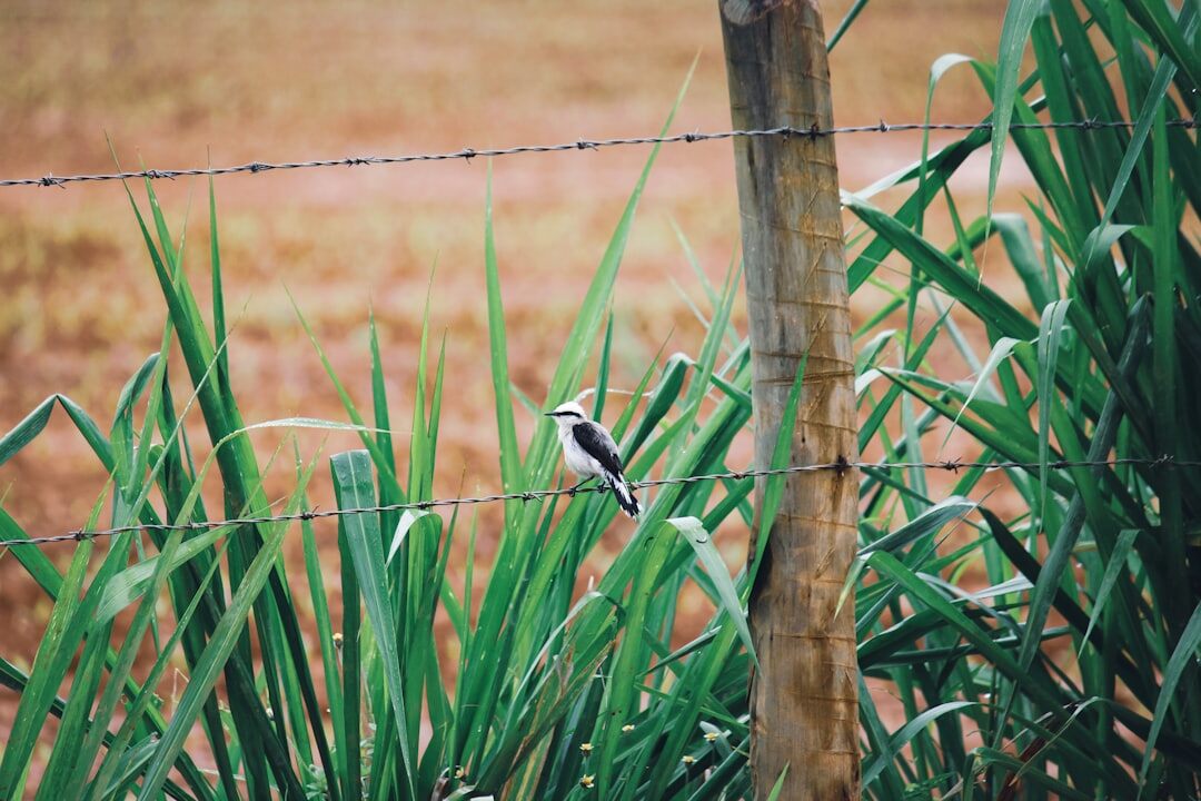 sustainable farming in brazil