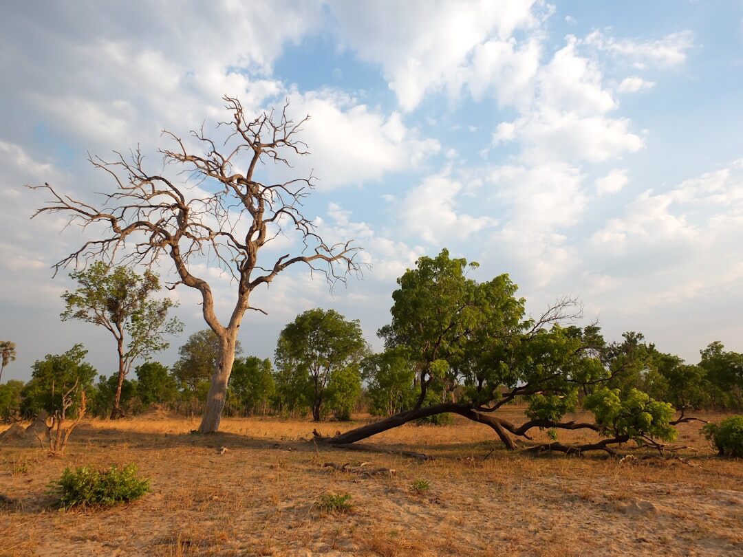 amazon wildlife affected by drought